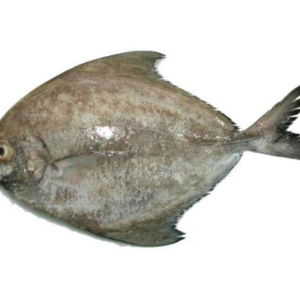 IKAN BAWAL HITAM
