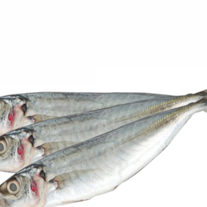 IKAN SELAYANG / SARDIN