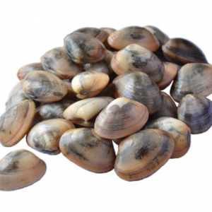 KEPAH (CLAM)