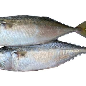 IKAN PELALING